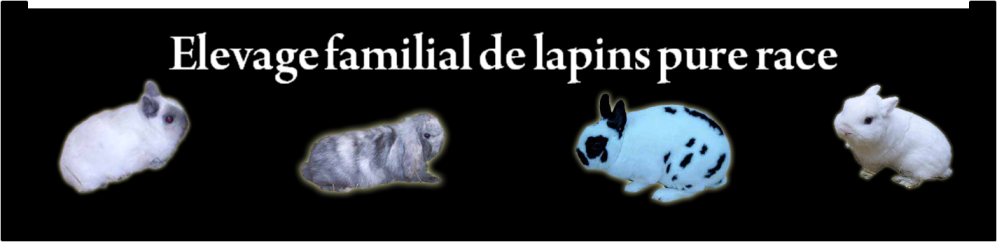 Elevage familial de lapins pure race