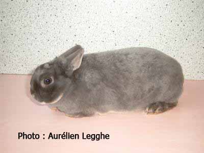Femelle adulte rex nain loutre bleu